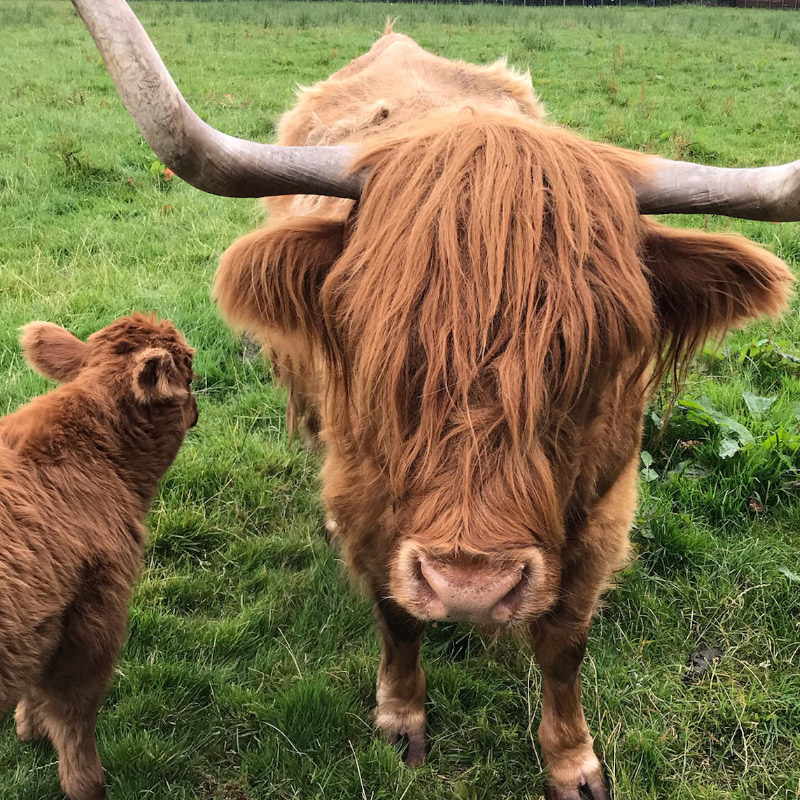 Activities – Rose Park Farm