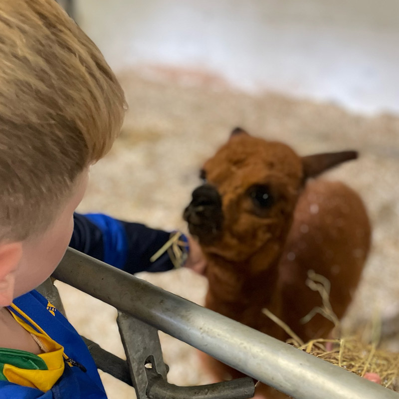 farm visit northern ireland